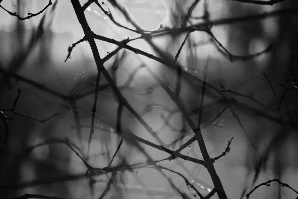 Photo Neuroplasticity