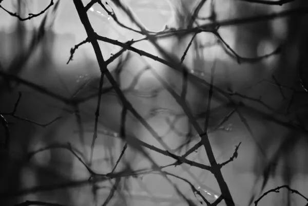Photo Neuroplasticity