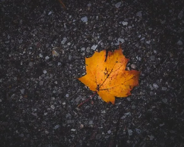 Photo Poetry Captures Gratitude